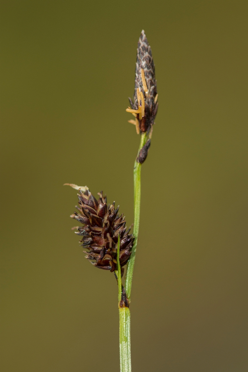 David Plant Photography - Wildlife Photography - Russet sedge - C.jpg - Russet sedge - Perthshire