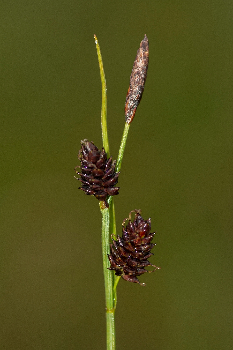 David Plant Photography - Wildlife Photography - Russet sedge - D.jpg - Russet sedge - Perthshire