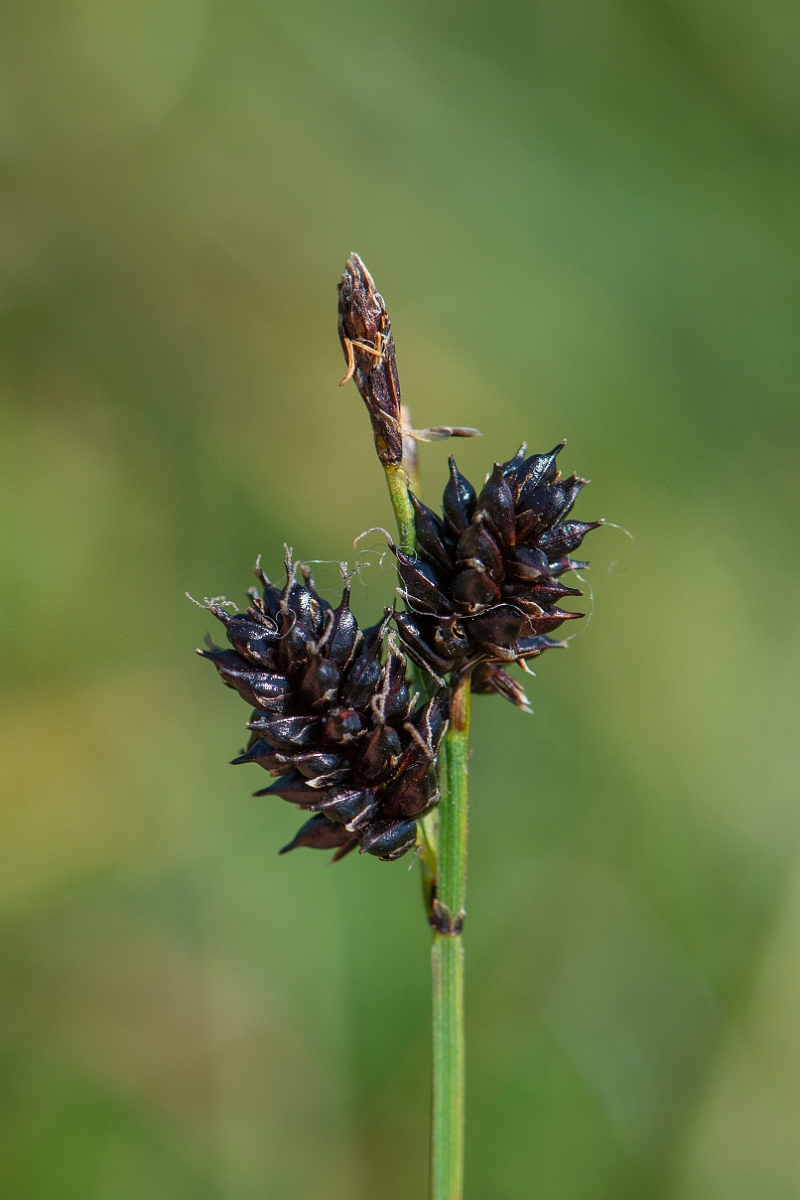 David Plant Photography - Wildlife Photography - Russet sedge - E.JPG - Russet sedge - Perthshire
