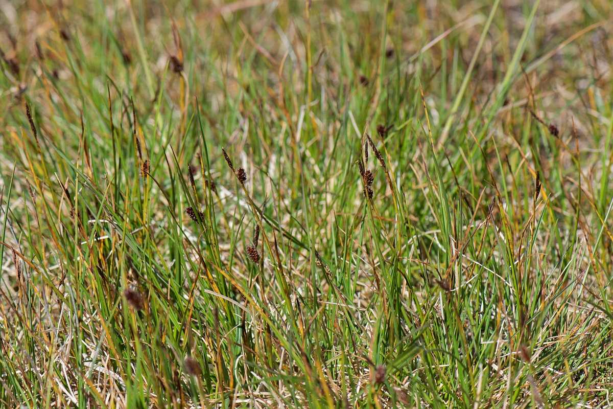 David Plant Photography - Wildlife Photography - Russet sedge - G.JPG - Russet sedge - Perthshire