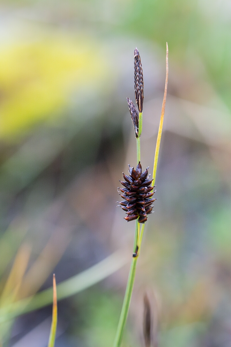 David Plant Photography - Wildlife Photography - Russet sedge - H.jpg - Russet sedge - Perthshire
