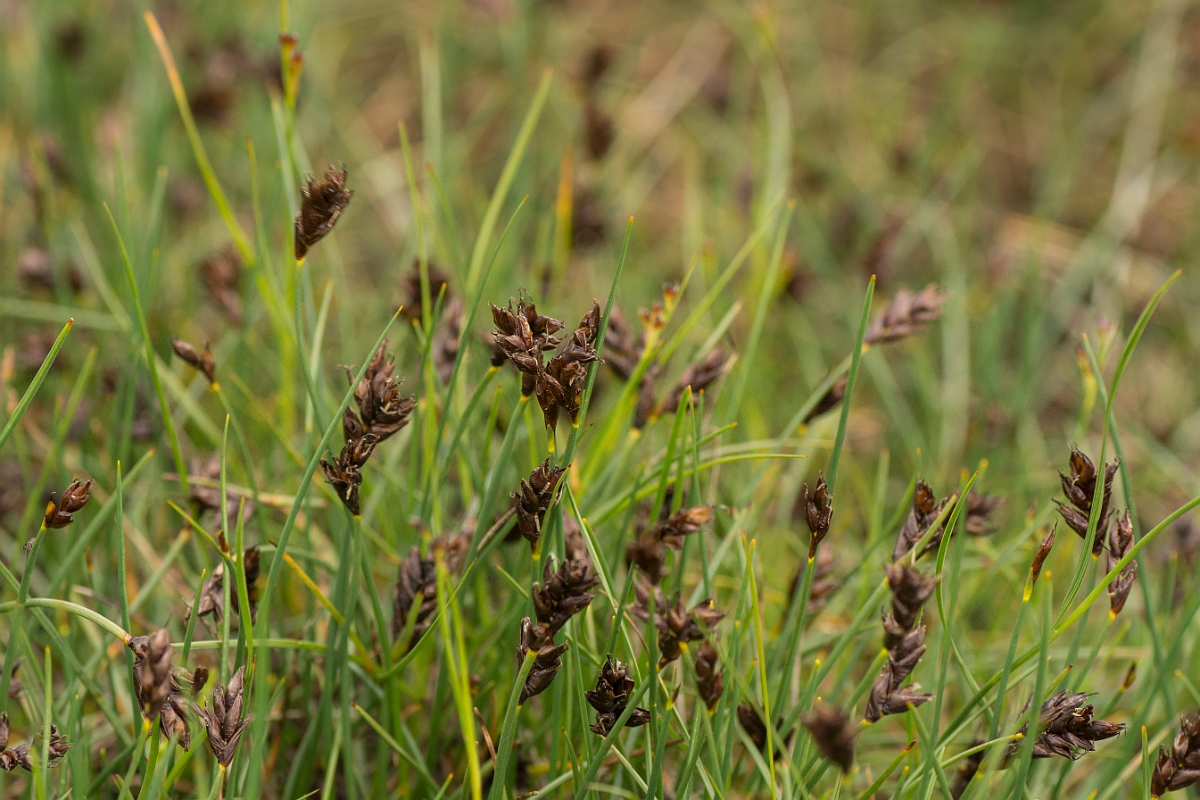 David Plant Photography - Wildlife Photography - Saltmarsh flat-sedge - A.jpg - Saltmarsh flat-sedge - Sutherland