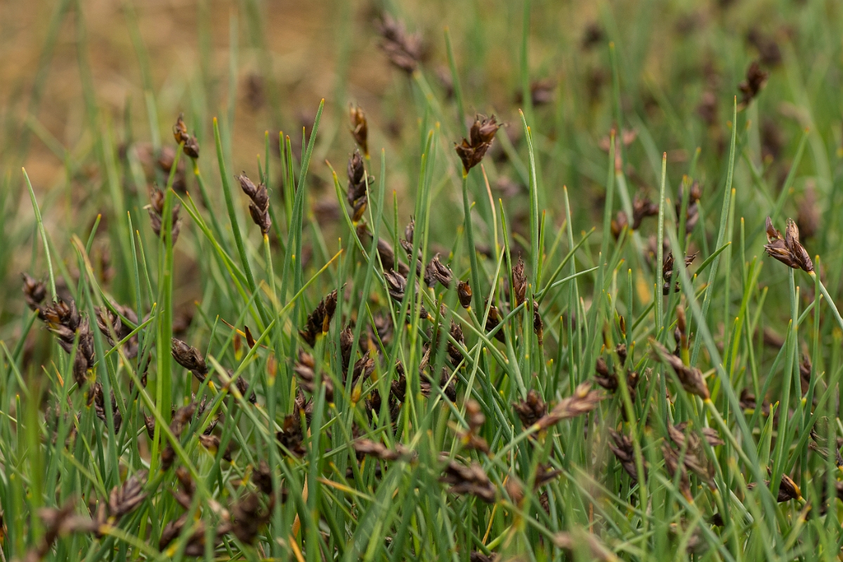 David Plant Photography - Wildlife Photography - Saltmarsh flat-sedge - B.jpg - Saltmarsh flat-sedge - Sutherland