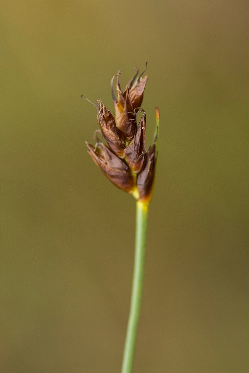 David Plant Photography - Wildlife Photography - Saltmarsh flat-sedge - D.jpg - Saltmarsh flat-sedge - Sutherland