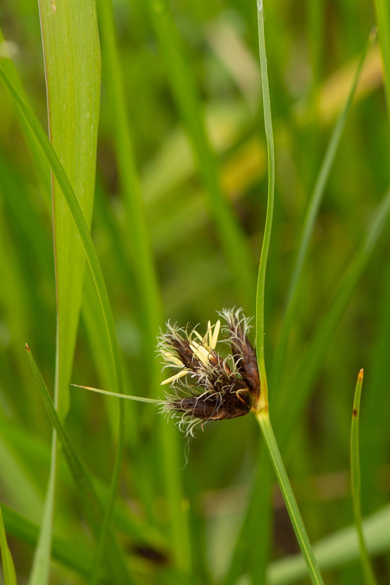 David Plant Photography - Wildlife Photography - Sea club-rush - A.jpg - Sea club-rush - Kent