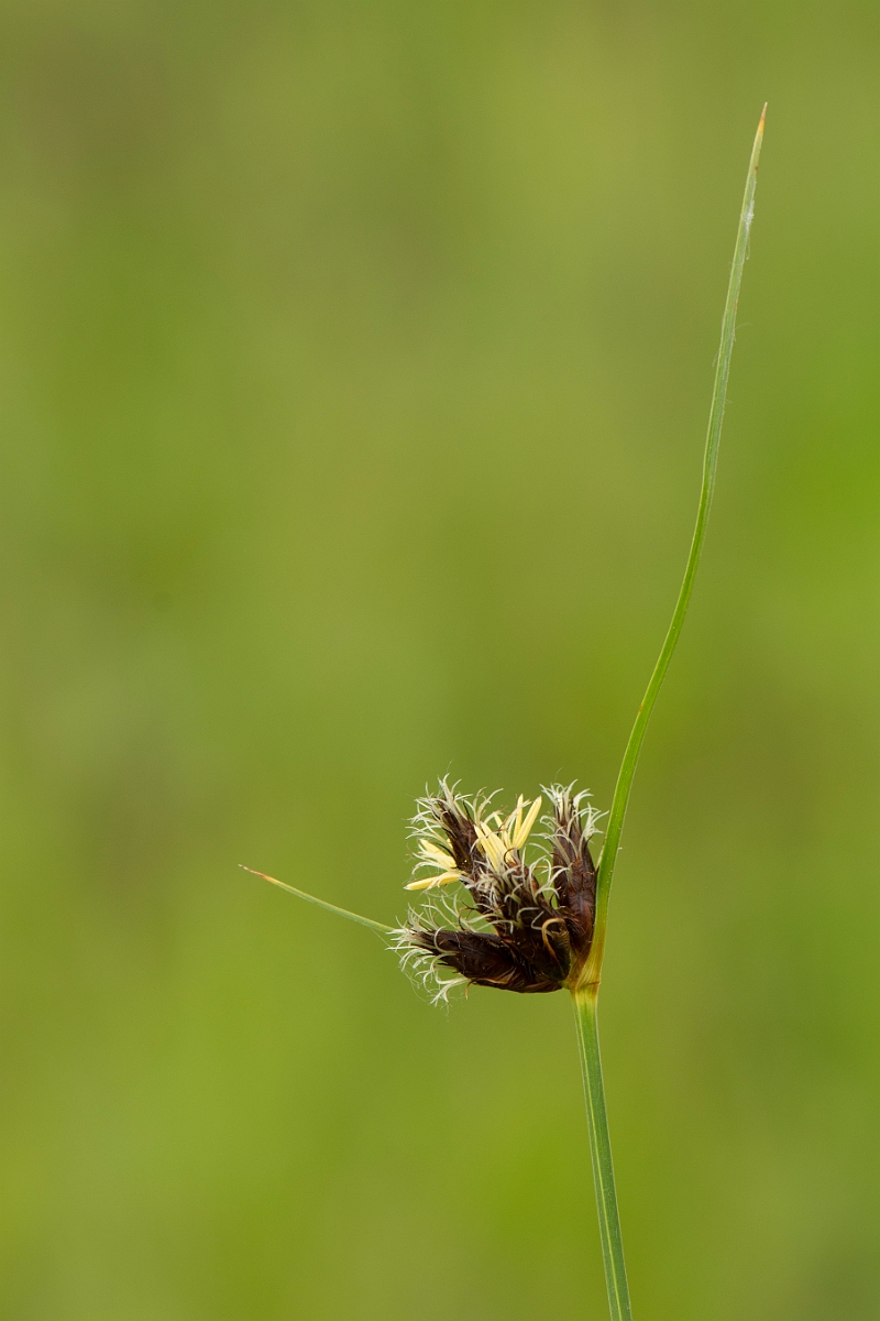 David Plant Photography - Wildlife Photography - Sea club-rush - B.jpg - Sea club-rush - Kent