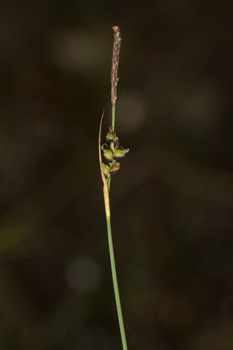 David Plant Photography - Wildlife Photography - Sheathed sedge - A.jpg - Sheathed sedge - Perthshire