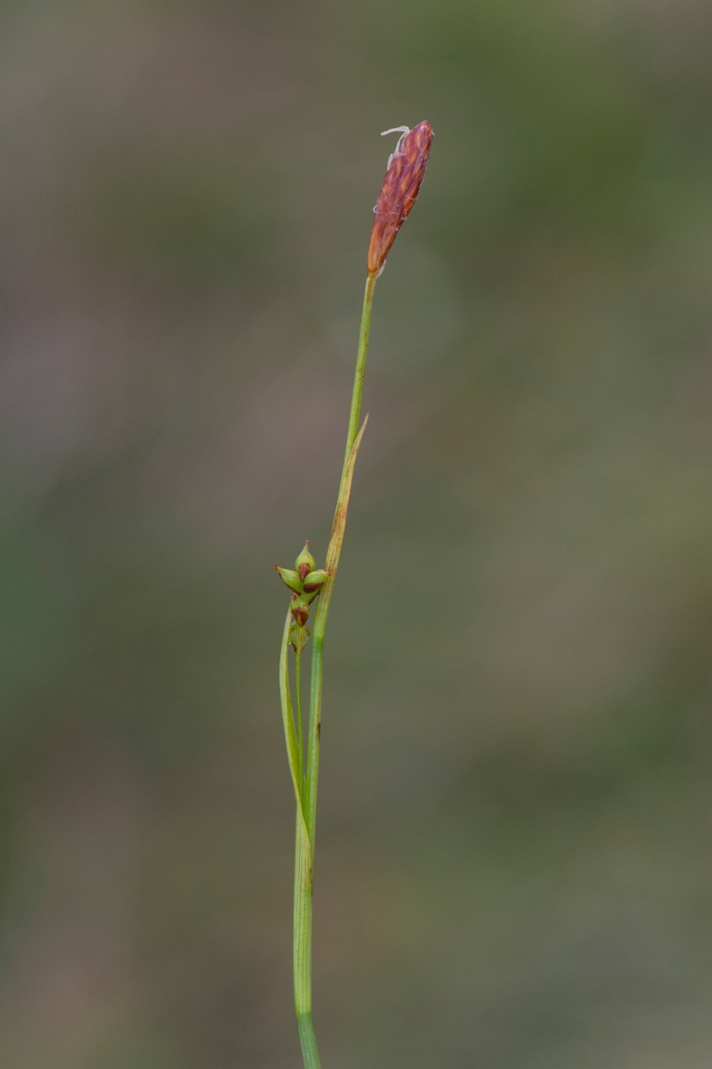 David Plant Photography - Wildlife Photography - Sheathed sedge - C.JPG - Sheathed sedge - Cairngorms