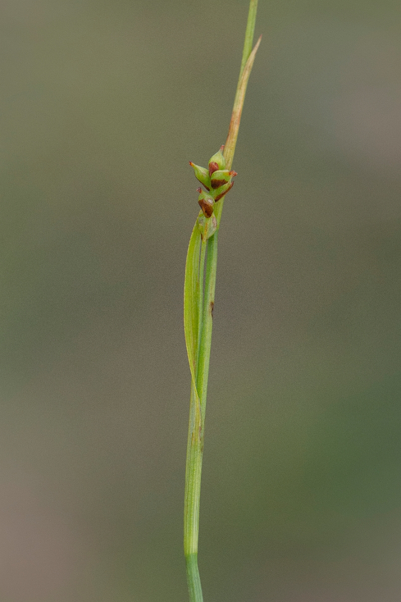 David Plant Photography - Wildlife Photography - Sheathed sedge - D.JPG - Sheathed sedge - Cairngorms