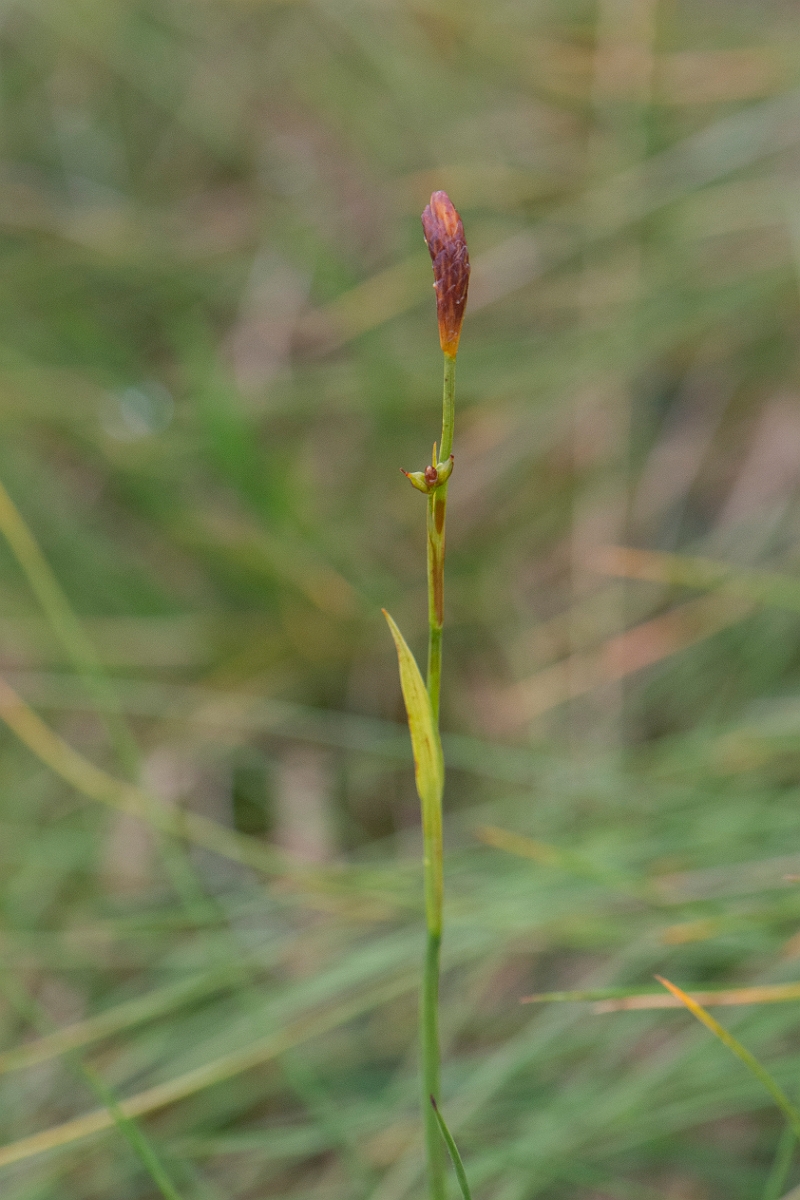 David Plant Photography - Wildlife Photography - Sheathed sedge - G.JPG - Sheathed sedge - Cairngorms