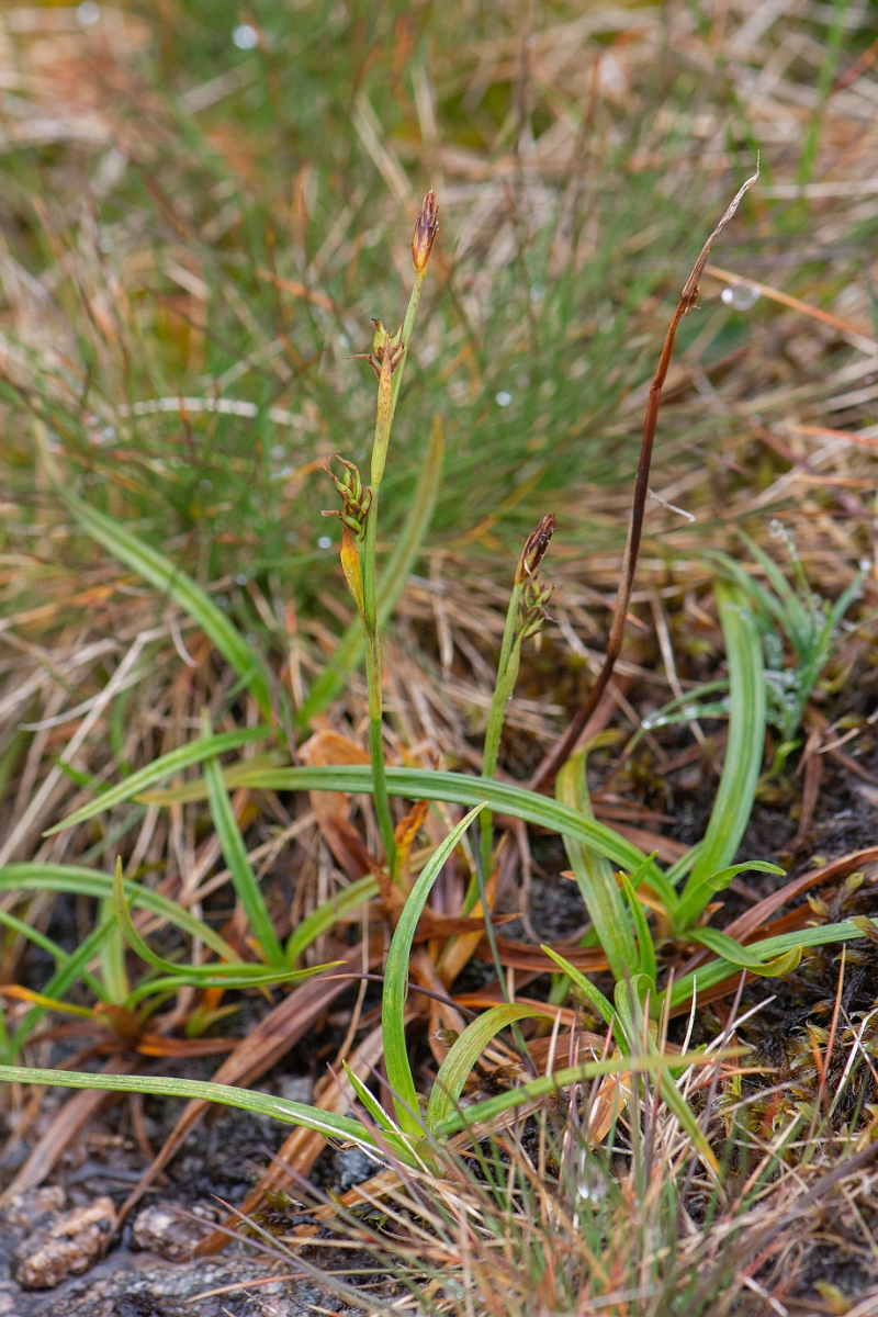 David Plant Photography - Wildlife Photography - Sheathed sedge - H.JPG - Sheathed sedge - Cairngorms