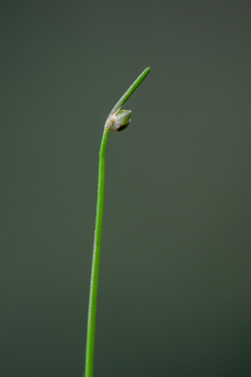 David Plant Photography - Wildlife Photography - Slender club-rush - A.jpg - Slender club-rush - Hampshire
