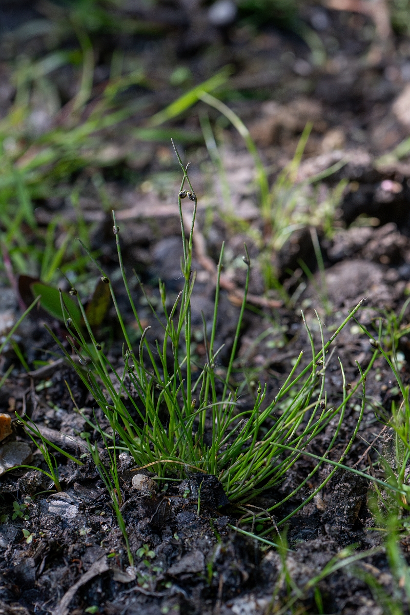 David Plant Photography - Wildlife Photography - Slender club-rush - C.jpg - Slender club-rush - Hampshire