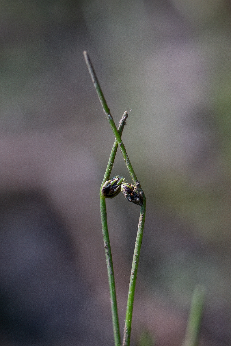 David Plant Photography - Wildlife Photography - Slender club-rush - D.jpg - Slender club-rush - Hampshire