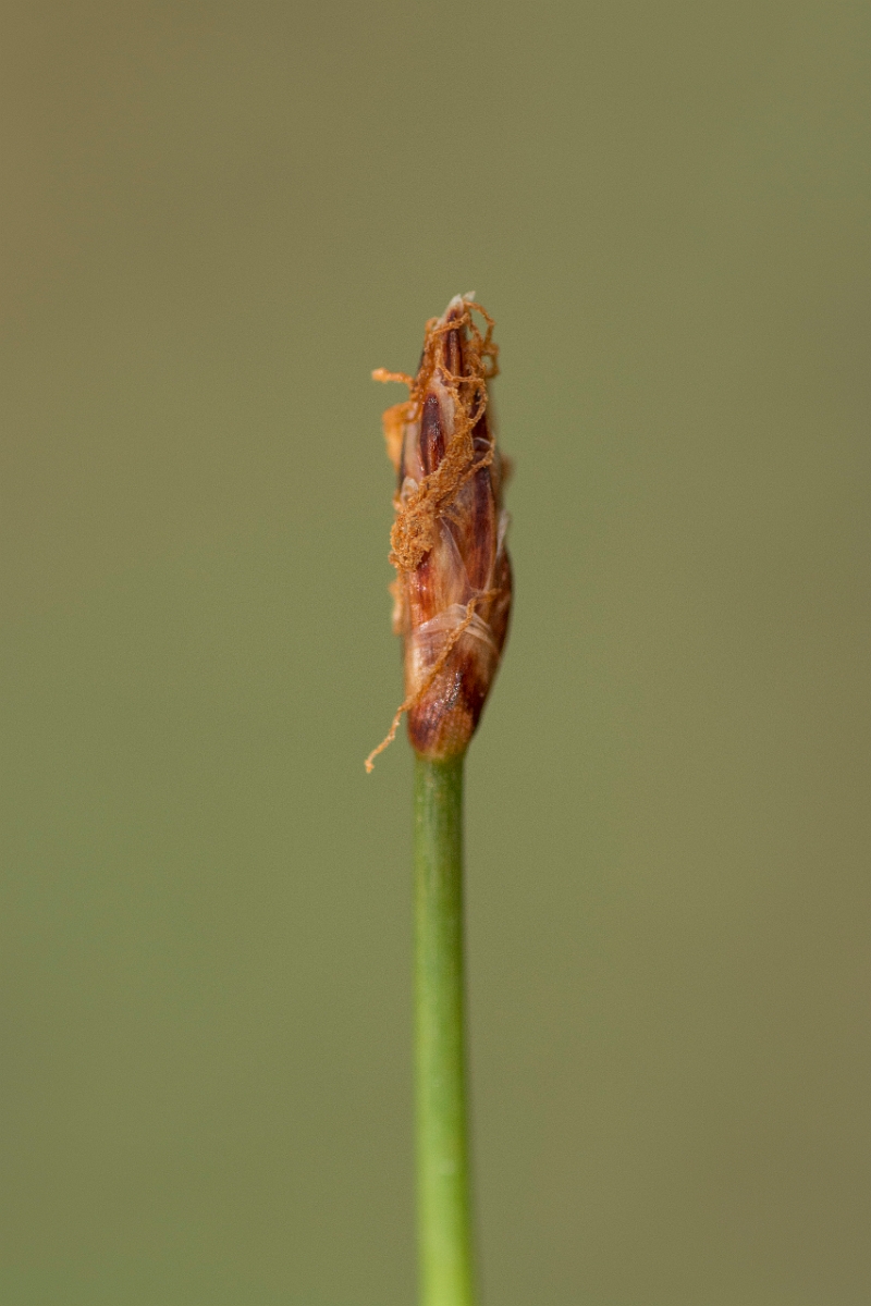 David Plant Photography - Wildlife Photography - Slender spike-rush - A.jpg - Slender spike-rush - Sutherland