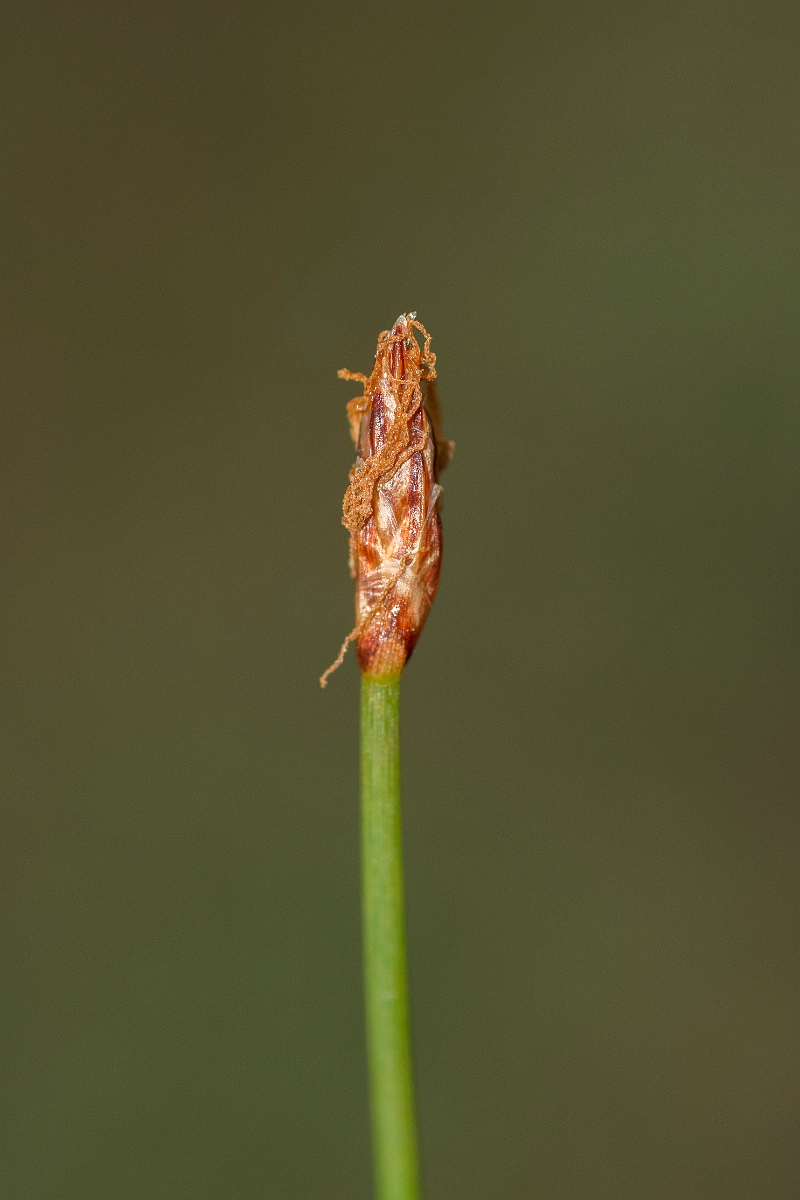 David Plant Photography - Wildlife Photography - Slender spike-rush - B.jpg - Slender spike-rush - Sutherland