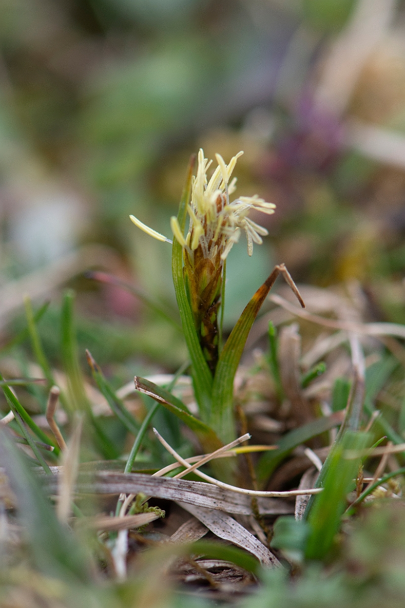 David Plant Photography - Wildlife Photography - Spring sedge - A.JPG - Spring sedge - Hampshire
