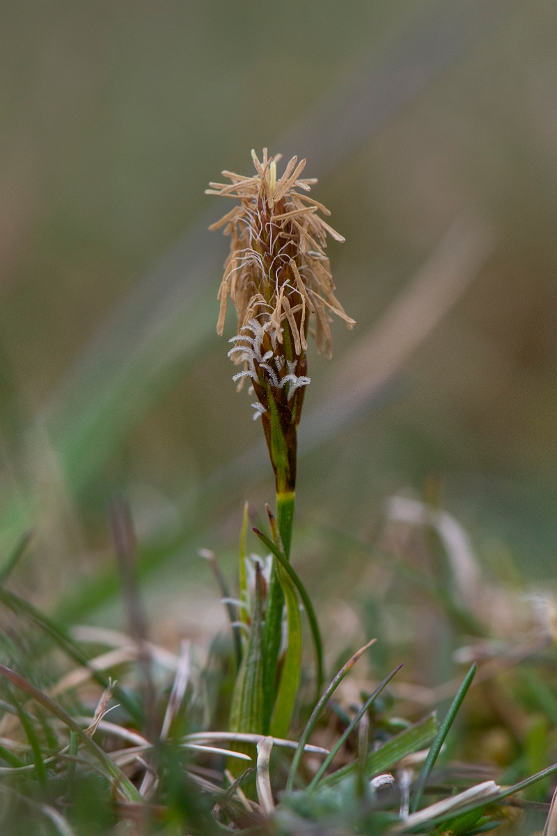 David Plant Photography - Wildlife Photography - Spring sedge - B.JPG - Spring sedge - Hampshire