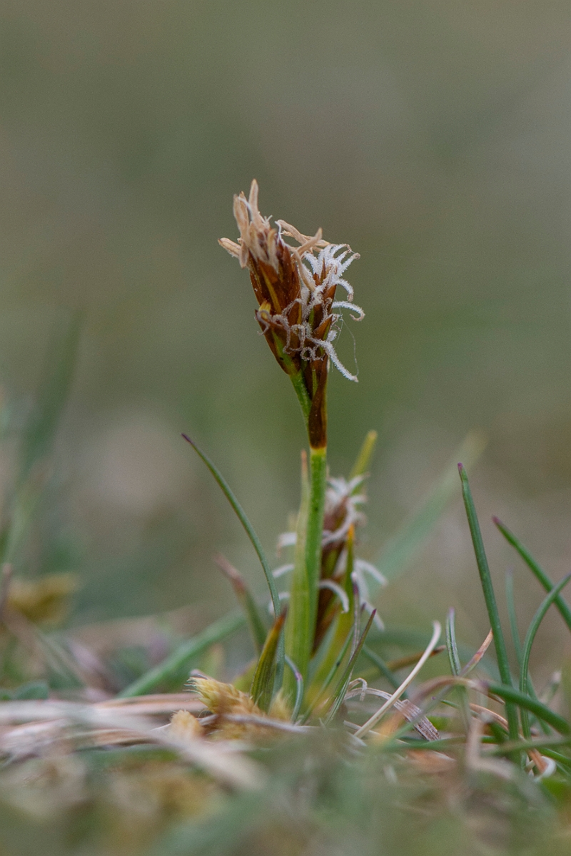 David Plant Photography - Wildlife Photography - Spring sedge - C.JPG - Spring sedge - Hampshire