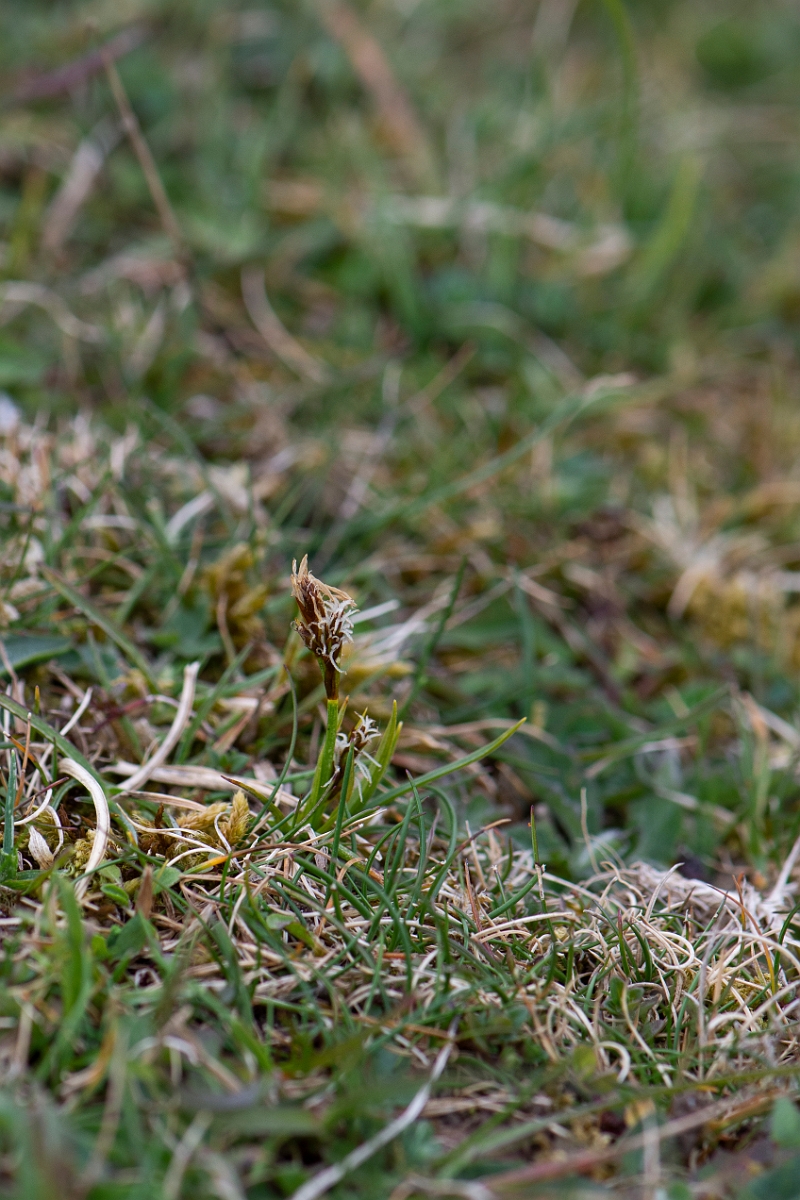 David Plant Photography - Wildlife Photography - Spring sedge - D.JPG - Spring sedge - Hampshire