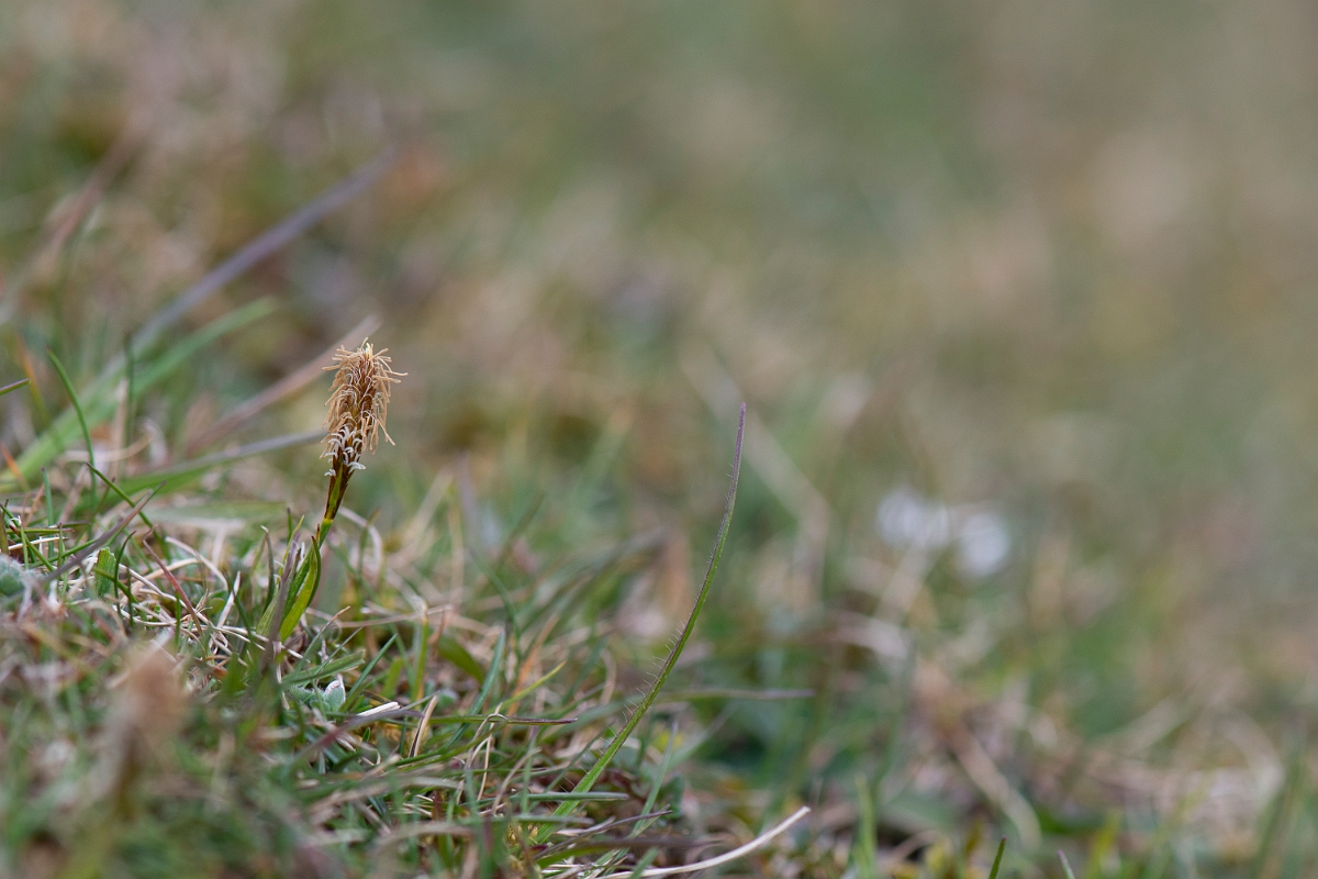David Plant Photography - Wildlife Photography - Spring sedge - E.JPG - Spring sedge - Hampshire