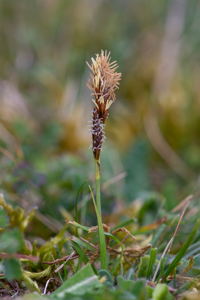David Plant Photography - Wildlife Photography - Spring sedge - F.JPG - Spring sedge - Hampshire