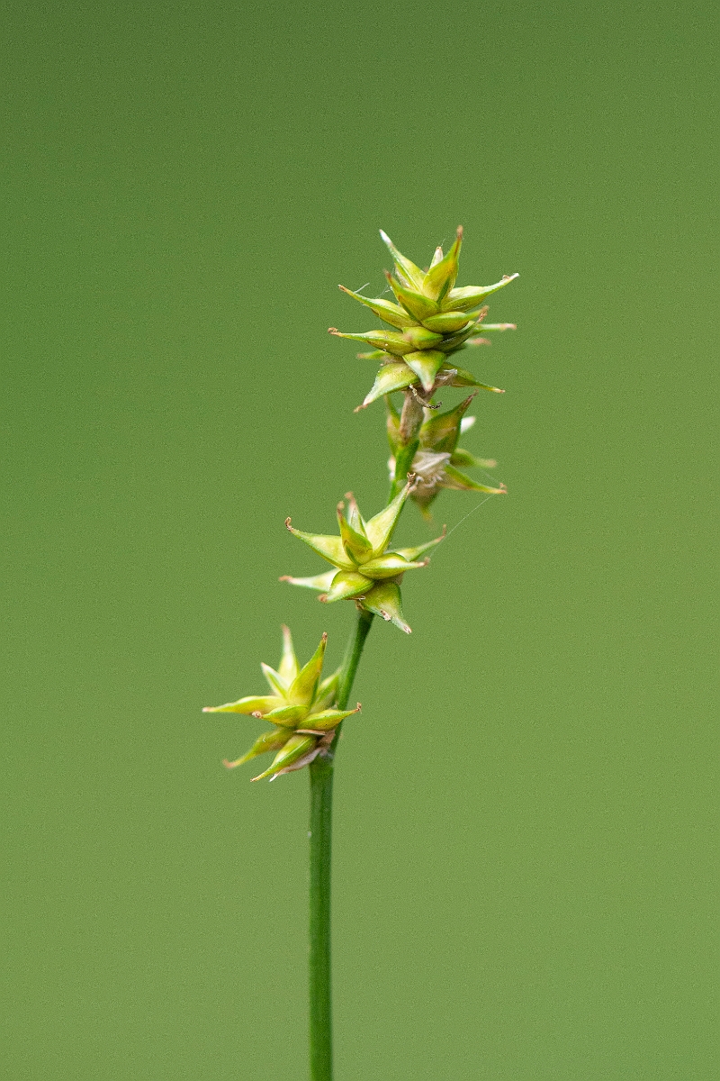 David Plant Photography - Wildlife Photography - Star sedge - B.JPG - Star sedge - Cairngorms