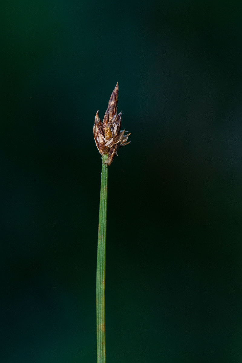 David Plant Photography - Wildlife Photography - String sedge - A.JPG - String sedge - Highlands
