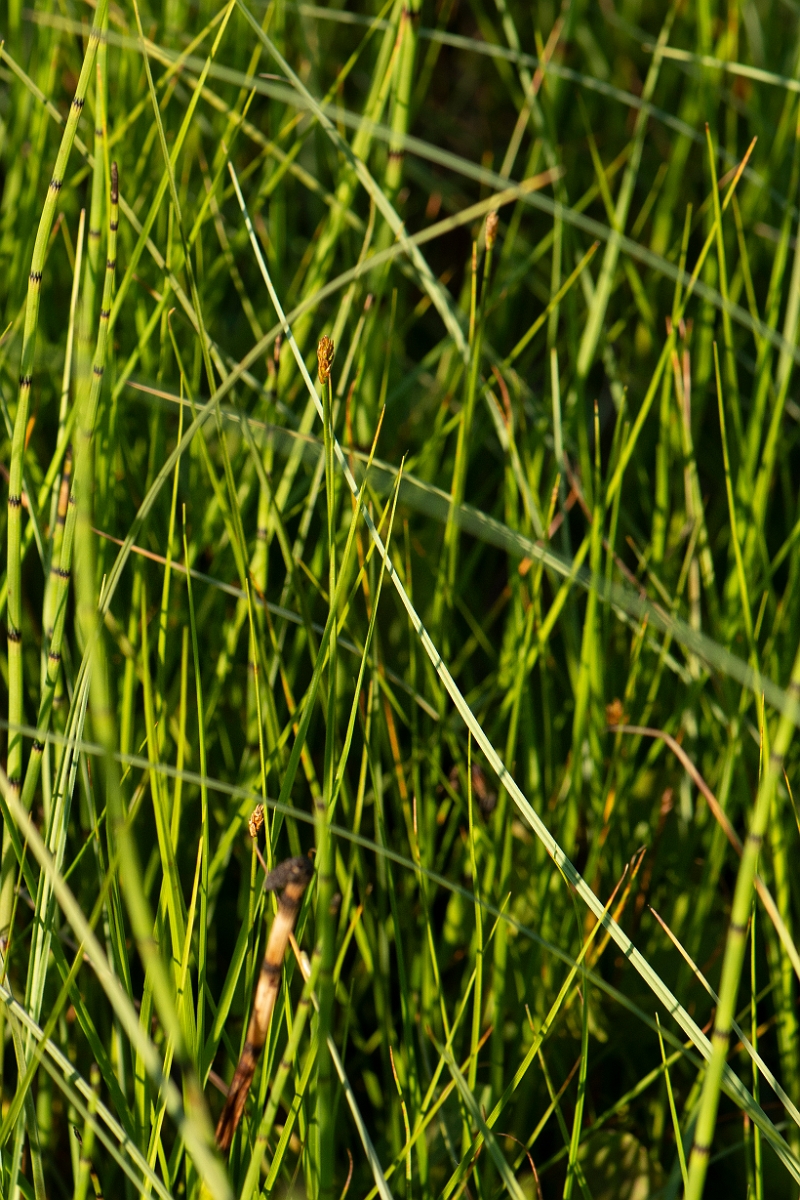 David Plant Photography - Wildlife Photography - String sedge - C.JPG - String sedge - Highlands