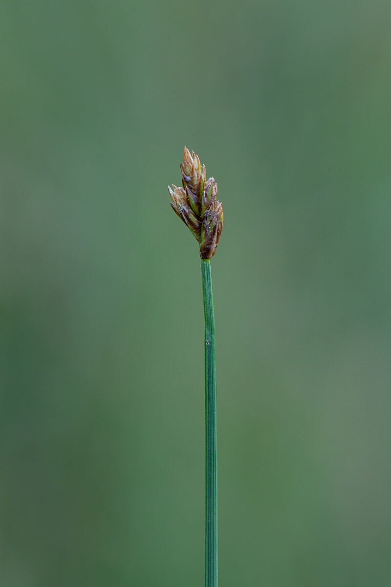 David Plant Photography - Wildlife Photography - String sedge - E.jpg - String sedge - Highland