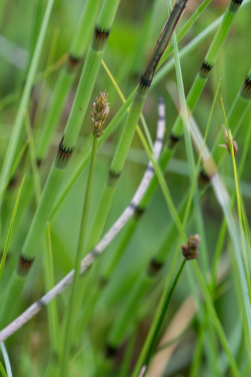 David Plant Photography - Wildlife Photography - String sedge - H.jpg - String sedge - Highland