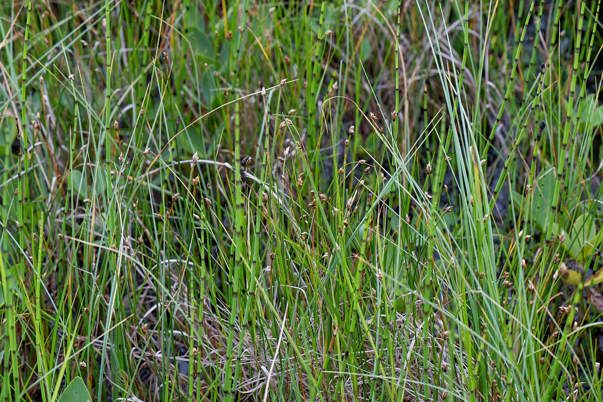 David Plant Photography - Wildlife Photography - String sedge - I.jpg - String sedge - Highland