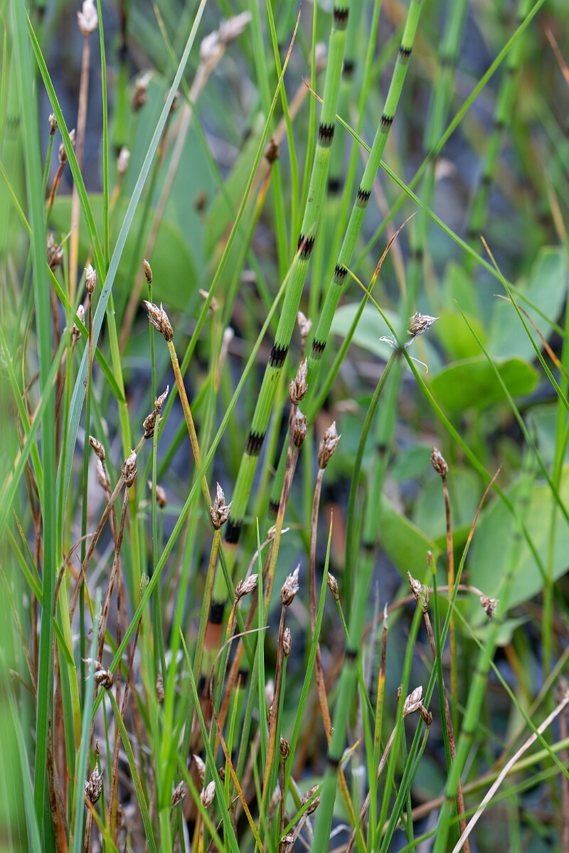 David Plant Photography - Wildlife Photography - String sedge - J.jpg - String sedge - Highland