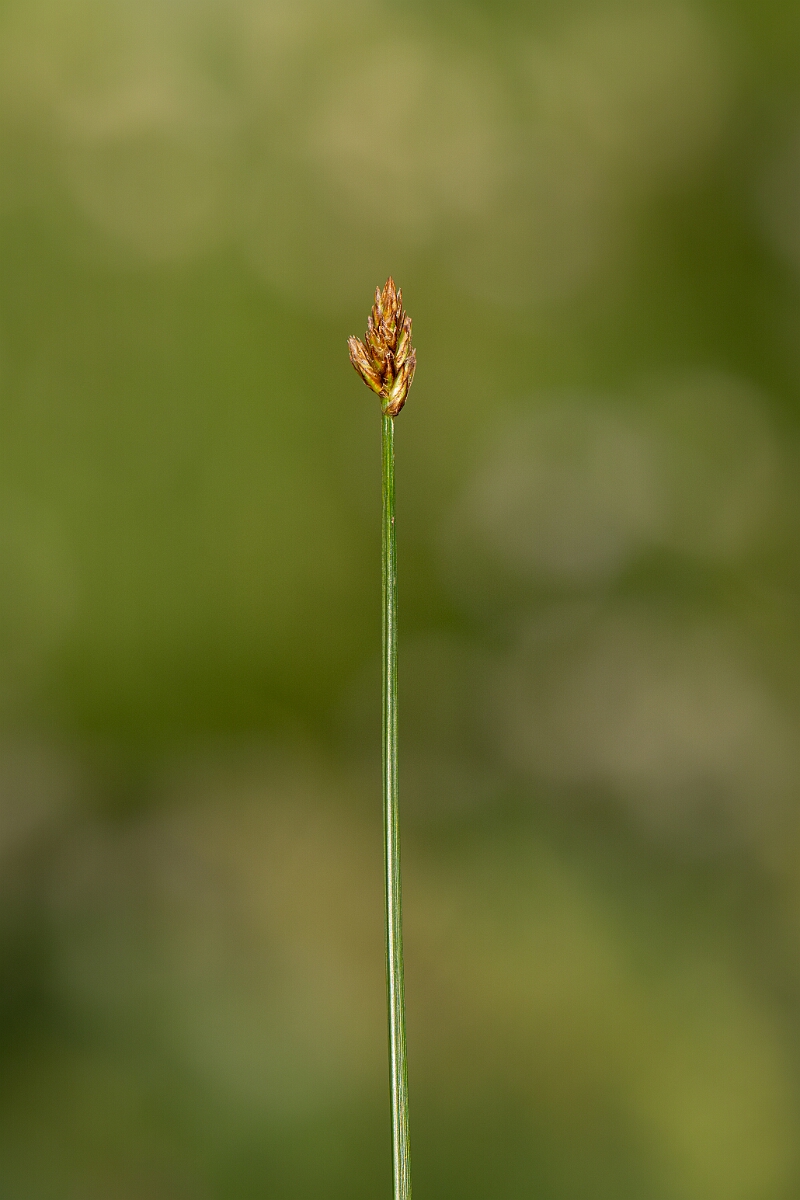 David Plant Photography - Wildlife Photography - String sedge - K.jpg - String sedge - Highland