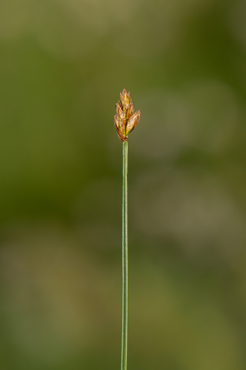 David Plant Photography - Wildlife Photography - String sedge - L.jpg - String sedge - Highland