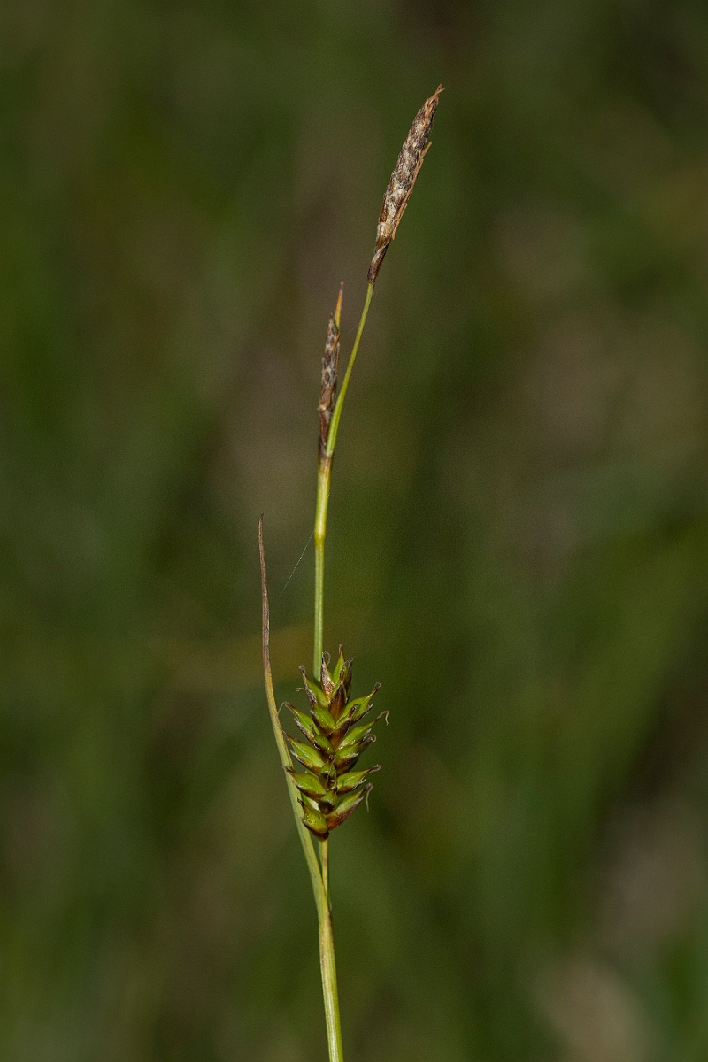 David Plant Photography - Wildlife Photography - Tawny sedge - A.jpg - Tawny sedge - Perthshire
