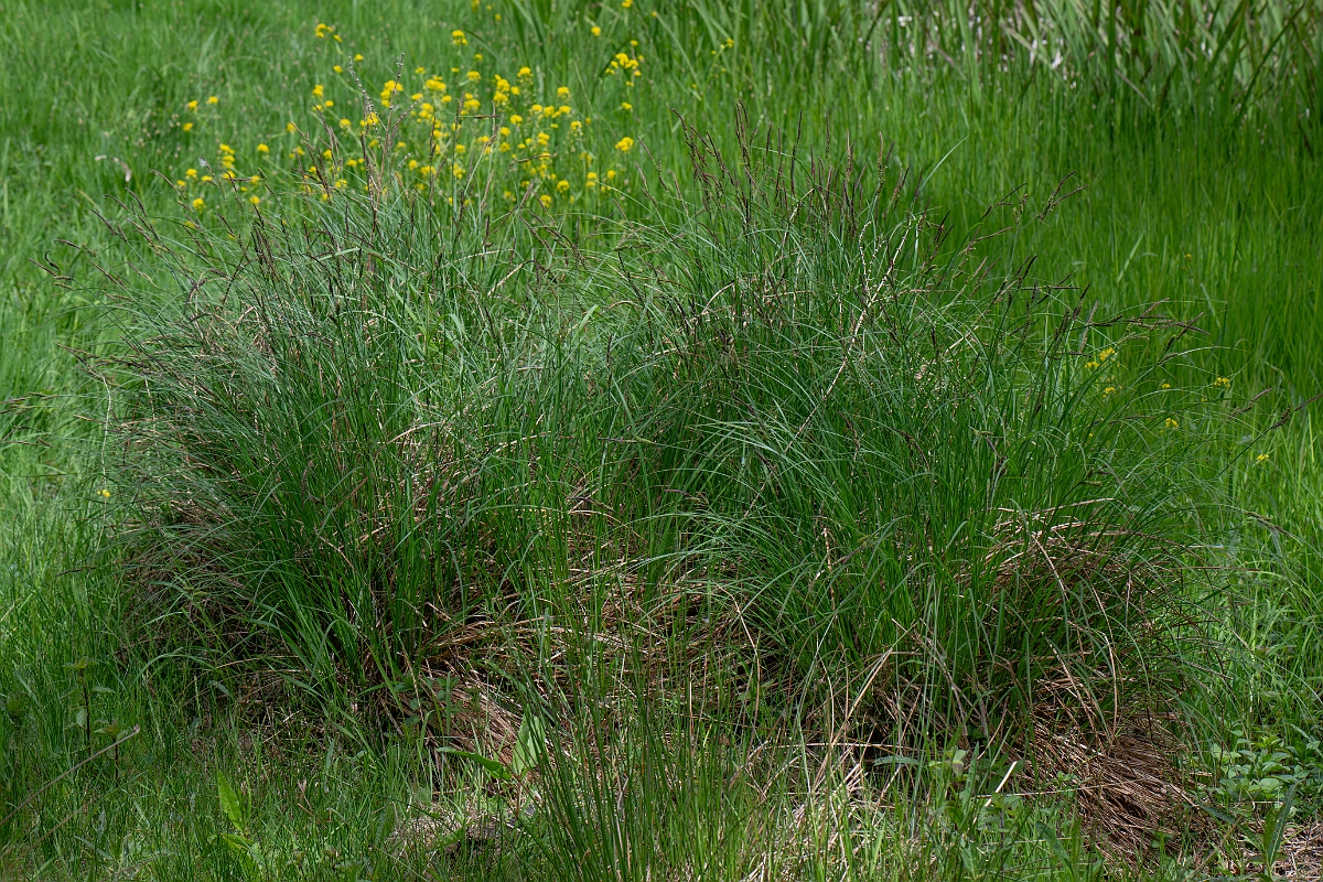 David Plant Photography - Wildlife Photography - Tufted sedge - B.jpg - Tufted sedge - Norfolk