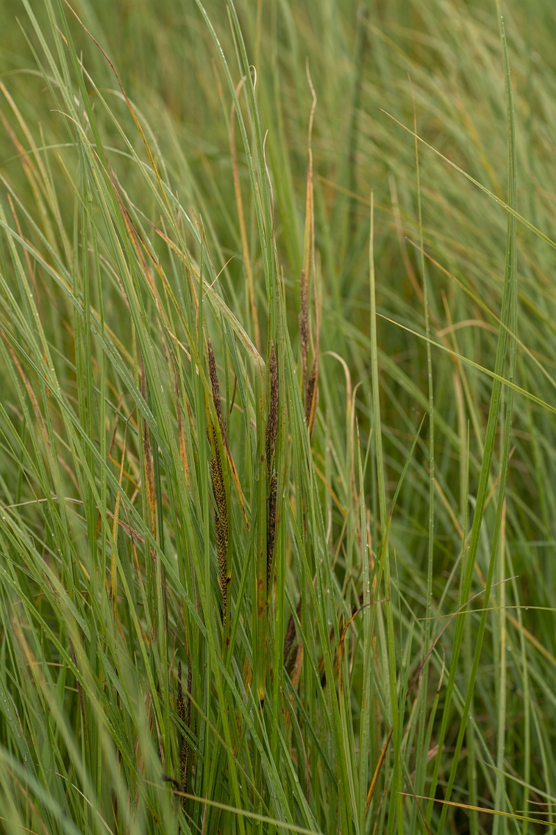 David Plant Photography - Wildlife Photography - Water sedge - B.jpg - Water sedge - Ayrshire