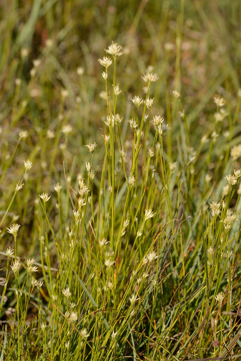 David Plant Photography - Wildlife Photography - White beak-sedge - B.jpg - White beak-sedge plants - Dorset