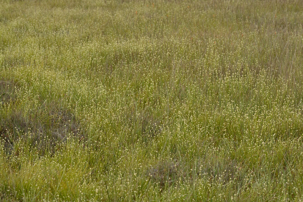 David Plant Photography - Wildlife Photography - White beak-sedge - C.jpg - White beak-sedge carpet - Dorset