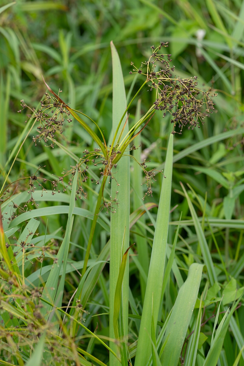 David Plant Photography - Wildlife Photography - Wood club-rush - A.jpg - Wood club-rush - Loch Lomond