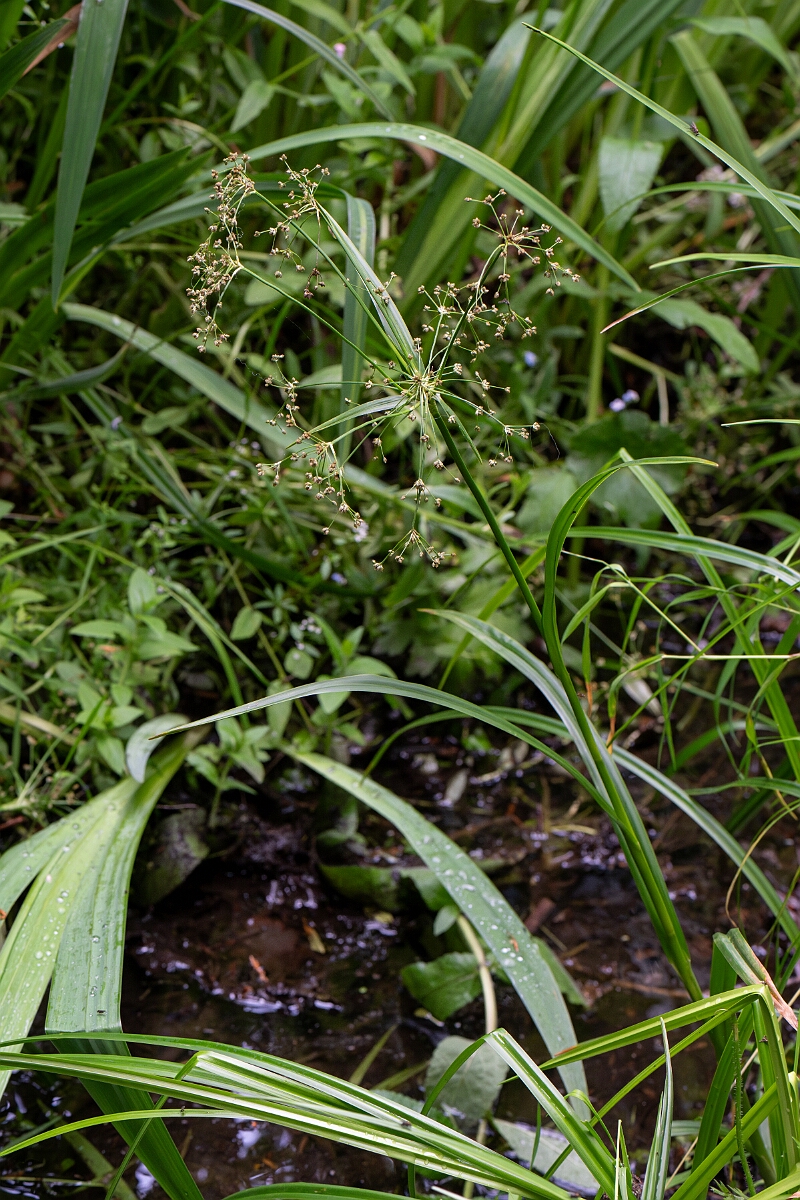 David Plant Photography - Wildlife Photography - Wood club-rush - E.jpg - Wood club-rush - Perthshire