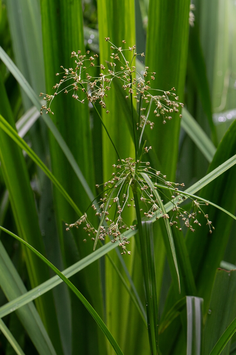 David Plant Photography - Wildlife Photography - Wood club-rush - G.jpg - Wood club-rush - Perthshire
