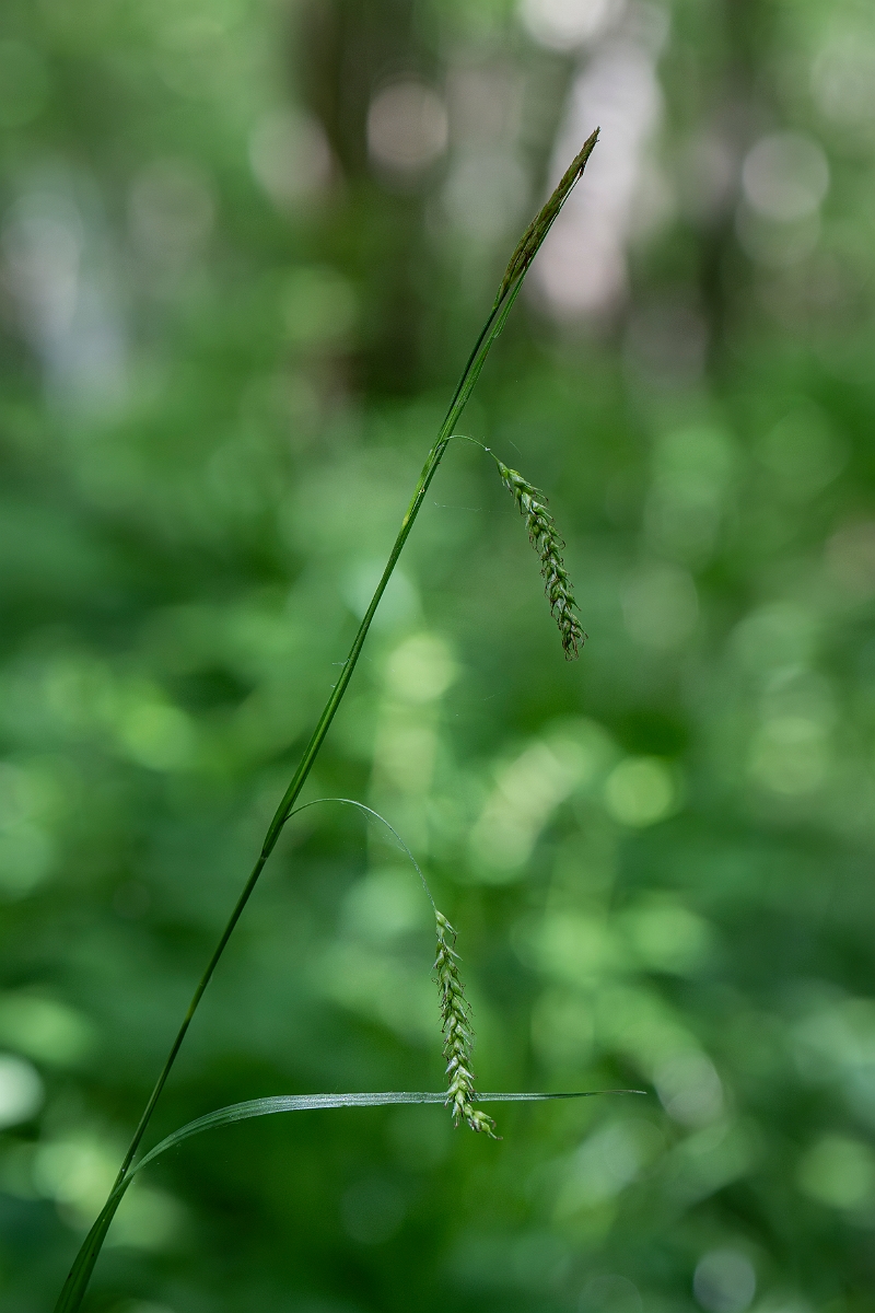 David Plant Photography - Wildlife Photography - Wood sedge - B.JPG - Wood sedge - Cambridgeshire