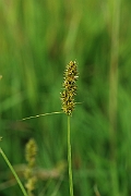 David Plant Photography - Wildlife Photographer - False fox sedge - A