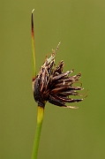 David Plant Photography - Wildlife Photography - Black bog-rush - A
