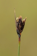 David Plant Photography - Wildlife Photography - Black bog-rush - B