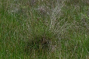 David Plant Photography - Wildlife Photography - Black bog-rush - C