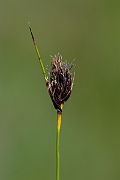 David Plant Photography - Wildlife Photography - Black bog-rush - D