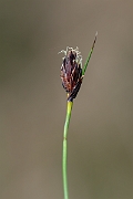 David Plant Photography - Wildlife Photography - Black bog-rush - E
